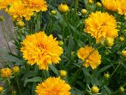 φωτογραφία κίτρινος λουλούδι Tickseed
