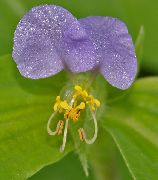halványlila Nap Virág, Spiderwort, Özvegyek Könnyek  fénykép