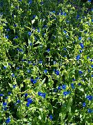 foto zils Zieds Diena Ziedu, Spiderwort, Atraitnes Asaras