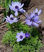 ფოტო ღია ლურჯი ყვავილების გვირგვინი Windfower, ბერძნული Windflower, ყაყაჩოს Anemone