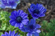 青 クラウン風の花、ギリシャ風の花、ケシのアネモネ 庭の花 フォト