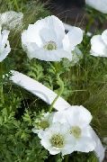 bilde Krone Windfower, Grecian Windflower, Poppy Anemone Blomst