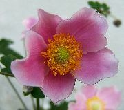 rózsaszín Korona Windfower, Görög Windflower, Mák Szellőrózsa Kerti Virágok fénykép