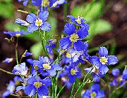 ფოტო ყალბი ლურჯი სელის ყვავილების
