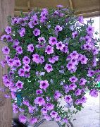 紫丁香 矮牵牛Fortunia 园林花卉 照片