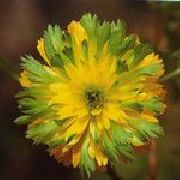 grøn Adonis Have Blomster foto