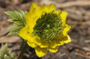 kuva keltainen Kukka Adonis