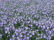 ljusblå Bacopa (Sutera) Trädgård blommor foto
