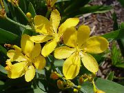 φωτογραφία κίτρινος λουλούδι Κρίνος Βατόμουρο, Κρίνο Λεοπάρδαλη