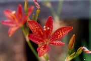 červená Blackberry Lily, Leopard Lilie Zahradní květiny fotografie