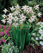 foto Abessinske Gladiolus, Påfugl Orkidé, Duftende Gladiolus, Sværd Lilje Blomst