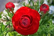 fotografija rdeča Cvet Ranunculus, Persian Zlatica, Turban Zlatica, Persian Kraka