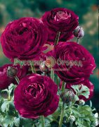kuva viininpunainen Kukka Ranunculus, Persian Leinikki, Turbaani Leinikki