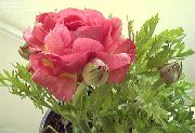 foto roze Cvijet Ranunculus, Perzijski Ljutić, Turban Ljutić, Perzijski Crowfoot