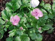 foto lila  Ranunculus, Perser Buttercup, Turban Smörblomma, Persiska Hanfotens