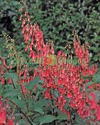 rosso Cape Fuchsia Fiori del giardino foto