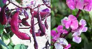 rosa Ruby Glød Hyacinth Bean Hage Blomster bilde