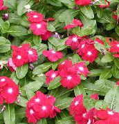 piros Rózsa Télizöld, Cayenne Jázmin, Madagaszkár Télizöld, Vénlány, Vinca Kerti Virágok fénykép