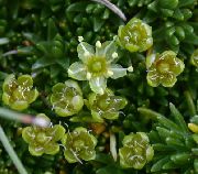 bilde grønn Blomst Sandwort