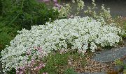 photo white Flower Sandwort