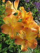 fotografija oranžna Cvet Alstroemeria, Perujski Lily, Lily Inkov