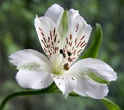 balts Alstroemeria, Peru Lilija, Lilija No Inku Dārza Ziedi foto