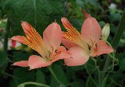 ვარდისფერი Alstroemeria, პერუს ლილი, ლილი Incas ბაღის ყვავილები ფოტო