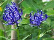 青 角状のホタルブクロ 庭の花 フォト
