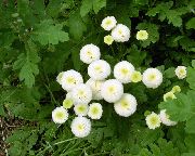 ფოტო თეთრი ყვავილების Tanacetum Parthenium