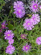 紫丁香 冰厂 园林花卉 照片