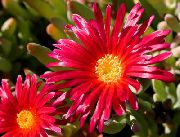 zdjęcie czerwony Kwiat Mesembryanthemum Kryształ (Kryształ Trawa)