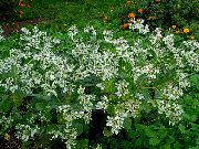 фото білий Квітка Молочай Облямований (Еуфорбія Маргината)