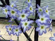 azul claro La Gloria Del Sol Flores del Jardín foto