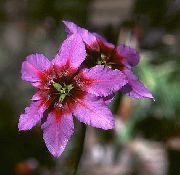 ვარდისფერი მზის დიდება ბაღის ყვავილები ფოტო