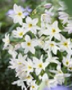თეთრი მზის დიდება ბაღის ყვავილები ფოტო