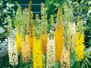 photo Foxtail Lily, Desert Candle Flower
