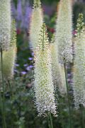 white Foxtail Lily, Desert Candle Garden Flowers photo