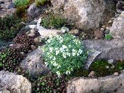 ホワイト 岩クレス 庭の花 フォト