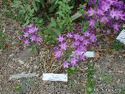 იასამნისფერი Triteleia, ბალახის კაკალი, Ithuriel შუბი, Wally კალათაში ბაღის ყვავილები ფოტო