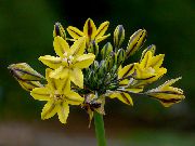 κίτρινος Triteleia, Γρασίδι Παξιμάδι, Δόρυ Ithuriel, Το Καλάθι Wally λουλούδια στον κήπο φωτογραφία
