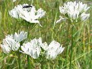 φωτογραφία λευκό λουλούδι Triteleia, Γρασίδι Παξιμάδι, Δόρυ Ithuriel, Το Καλάθι Wally