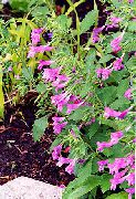 rosa Minore Nepitella Fiori del giardino foto
