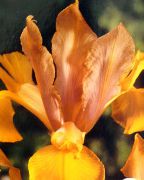 naranja Iris Holandés, Iris Español Flores del Jardín foto