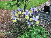 γαλάζιο Ολλανδική Ίριδα, Ισπανικά Ίριδα λουλούδια στον κήπο φωτογραφία