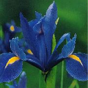 μπλε Ολλανδική Ίριδα, Ισπανικά Ίριδα λουλούδια στον κήπο φωτογραφία