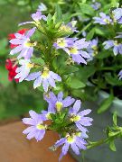 фото блакитний Квітка Сцевола