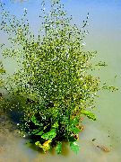  Alisma plantago-aquatica