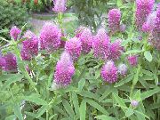 photo lilac Flower Red Feathered Clover, Ornamental Clover, Red Trefoil