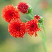 fotografija rdeča  Tassel Cvet, Čopič Flore