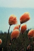 photo Cotton Grass Flower